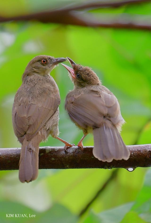 image 8326 of Red-eyed Bulbul